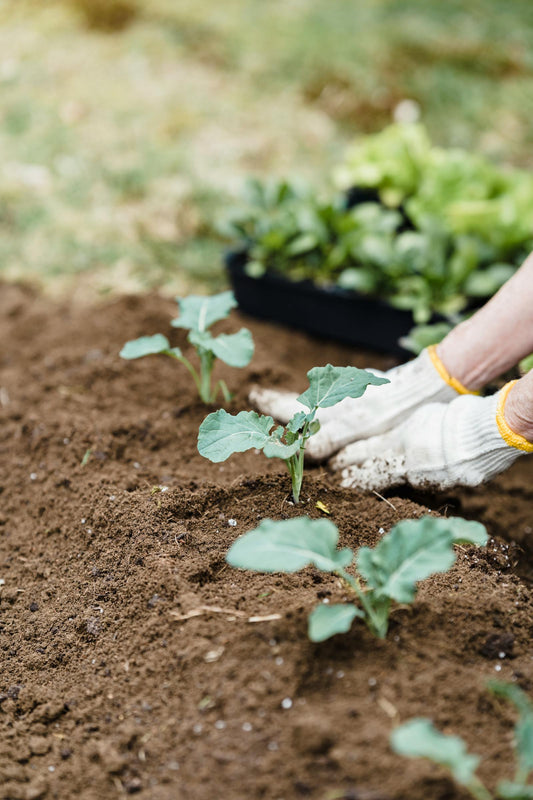 Hochbeet richtig befuellen - die komplette Anleitung fuer perfekte Ergebnisse
